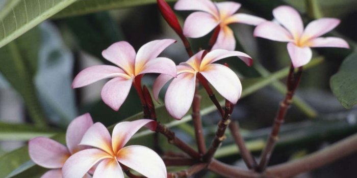 1280x804 Hibiscus flowers wallpapers | Hibiscus flowers stock photos