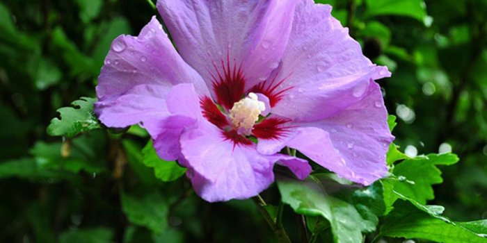 1600x1200 hibiscus flower images and wallpapers Download