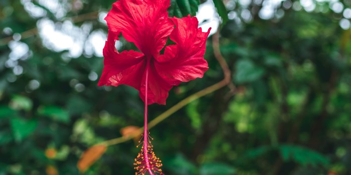 6000x4000 Selective Focus Photography Of Red Hibiscus Flower - Free Stock