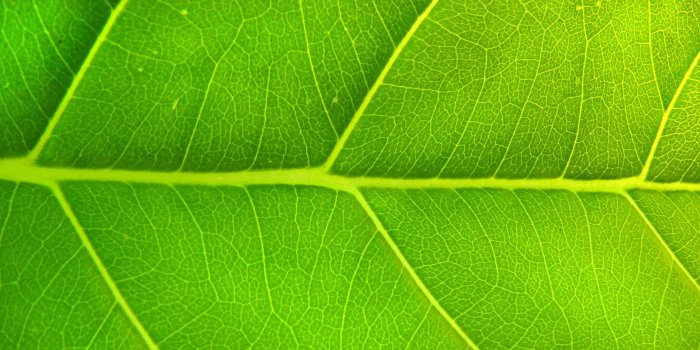 1920x1080 Green HD Wallpapers 03644 - Baltana