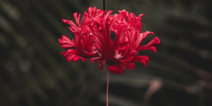 3729x5220 Pink split petal hibiscus flower HD wallpaper | Wallpaper Flare
