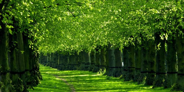 1920x1080 Green Nature Wallpaper Hd Desktop 10 HD Wallpapers | Amagico.Com