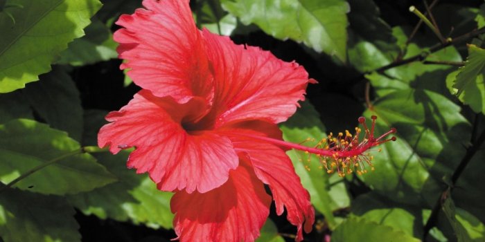 1600x900 Download 1600x900 Wallpaper Red Hibiscus Flower, Close Up