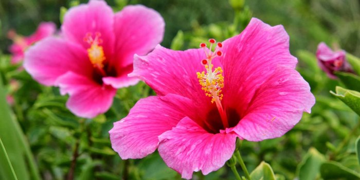 1600x1000 wallpaper: Pink Hibiscus Flower Wallpapers