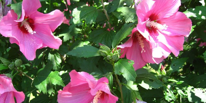 1920x1200 Hibiscus Flower Wallpaper Widescreen