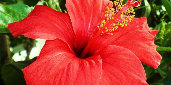 1024x891 HD Hibiscus Flower Wallpapers | Download Free - 674950