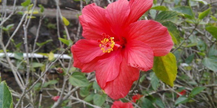 2560x1440 Wallpaper Hibiscus flower close-up, red petals 2560x1440 QHD Picture