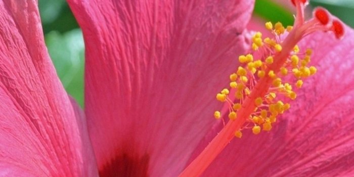 1080x1920 57+ Hibiscus Wallpapers on WallpaperPlay