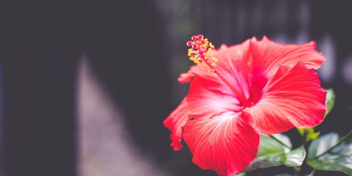 3872x2592 Selective focus photography of red Hibiscus flower HD wallpaper