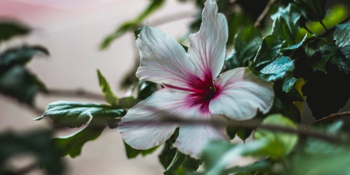 5184x3456 Close Up Photography Of White And Pink Hibiscus Flower - Free Stock