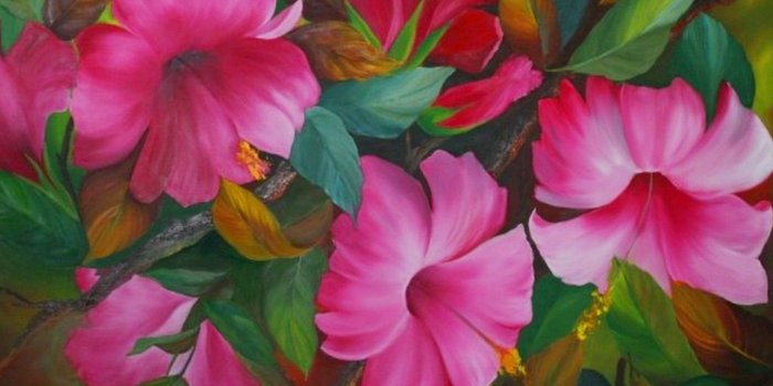 1188x784 Hibiscus wallpaper Gallery