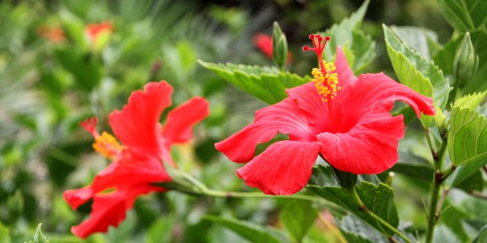 3840x2635 3093802 flower, hibiscus, plant 4k wallpaper and background | Free