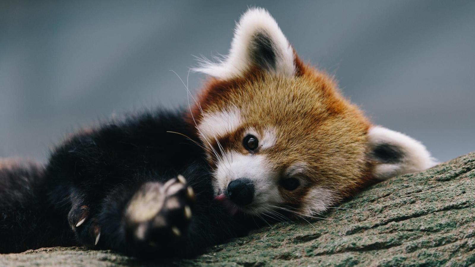 2000x1125 Cute Baby Red Pandas Wallpapers - Top Free Cute Baby Red Pandas