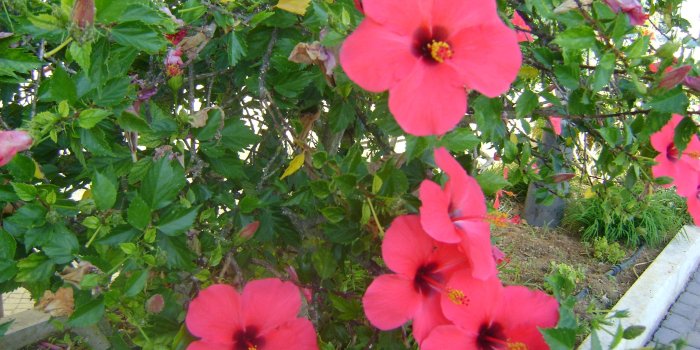 3072x2304 3108415 hibiscus flower wallpaper and background | Free stock images