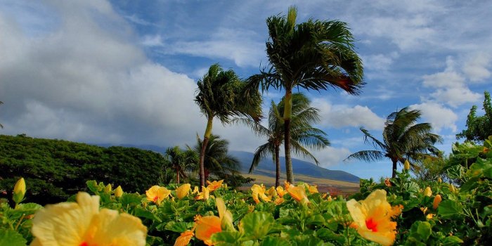 1600x1200 Pictures Flowers rose mallow