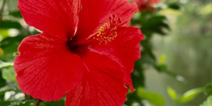 1024x768 Tropical hibiscus | abc so - Flower Wallpaper by soabc15 #travel