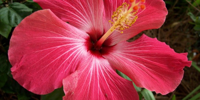 2848x2134 Hibiscus Flower Wallpaper - (37+ images)