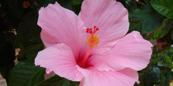 1600x1200 Hibiscus Flower - desktop wallpapers