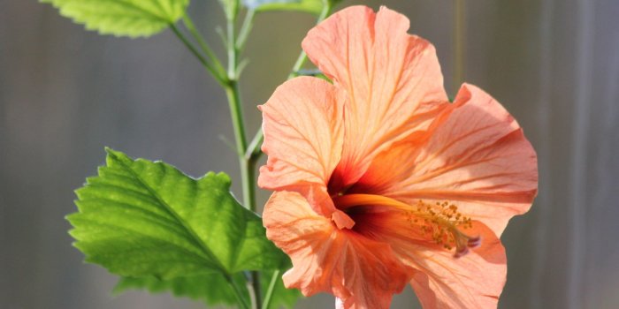 2560x1080 Download 2560x1080 Wallpaper Hibiscus Flower, Close Up, Dual Wide