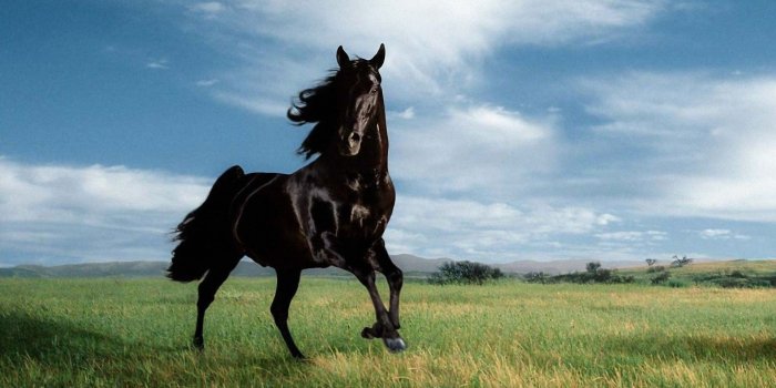 1920x1080 Black Unicorn Horse Wallpaper Hd Download