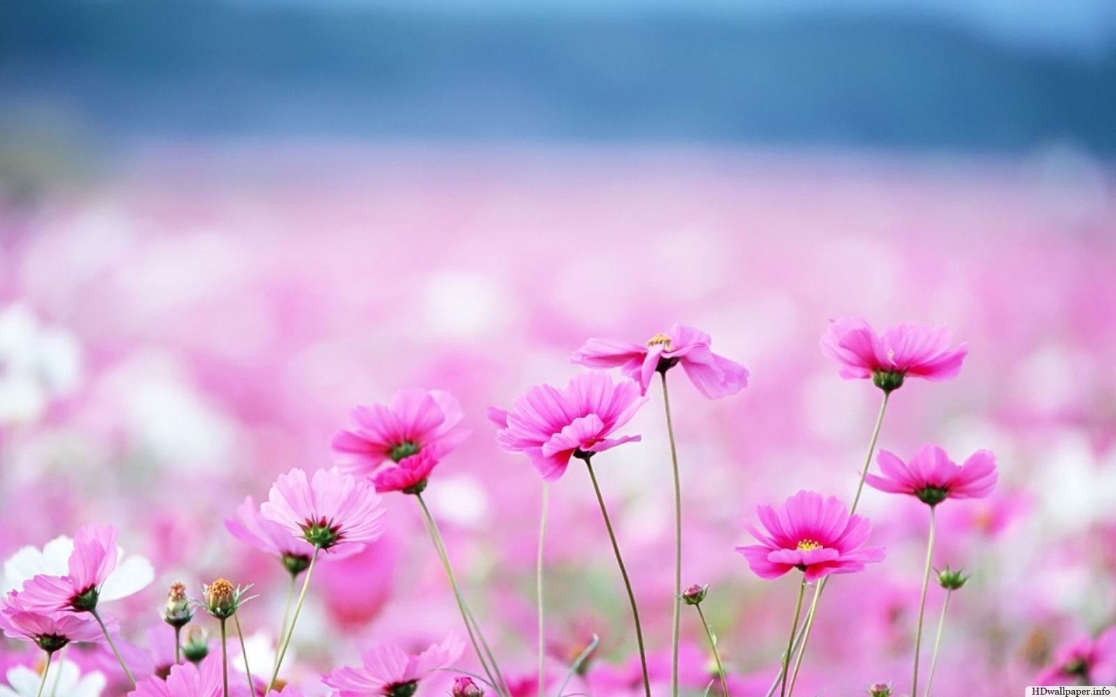 1920x1200 40+ Cute Flower Computer Wallpapers - Download at WallpaperBro