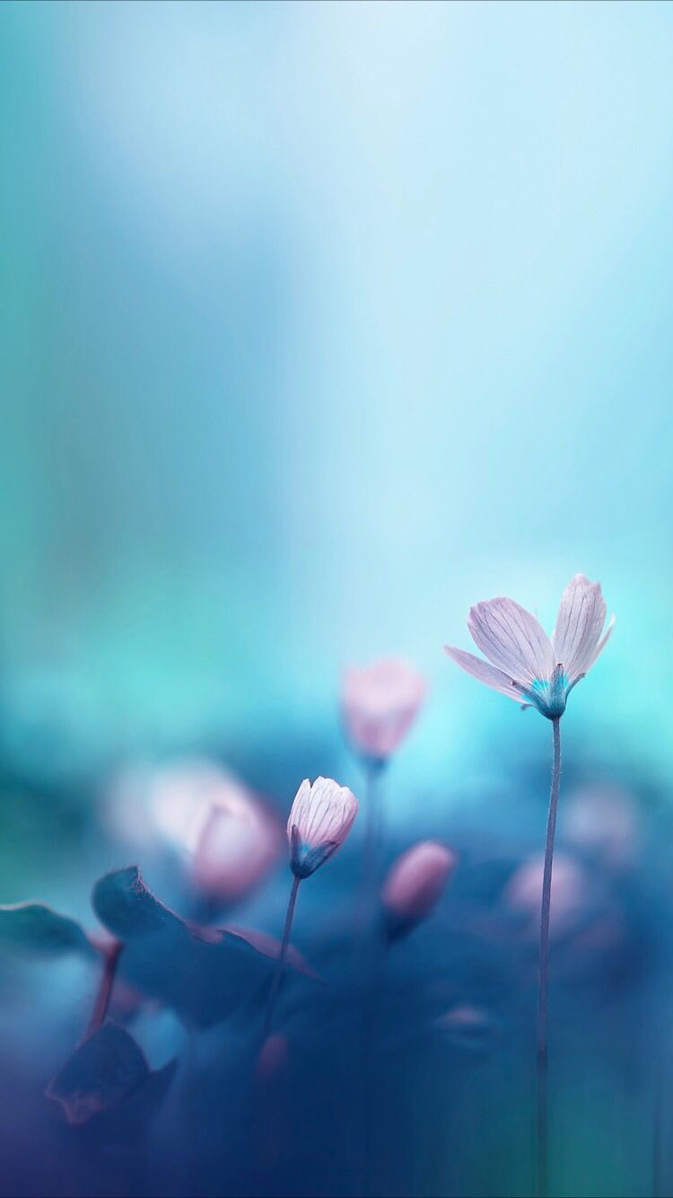 750x1334 Abstract flowers wallpaper for your iPhone XR from Everpix | iPhone