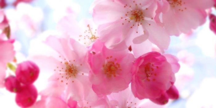 1024x768 Pretty Flower Desktop Wallpaper Theme | Gardens and things | Flower