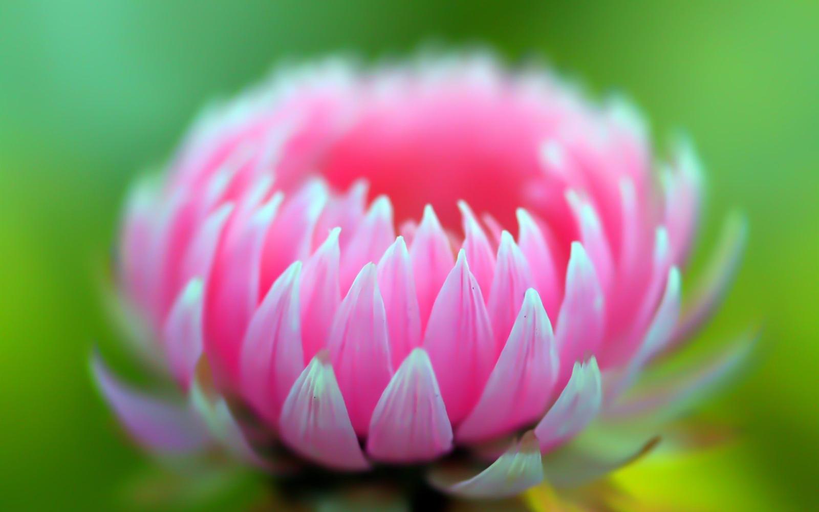 1920x1200 Cute Flower Wallpaper 14742 #7006293