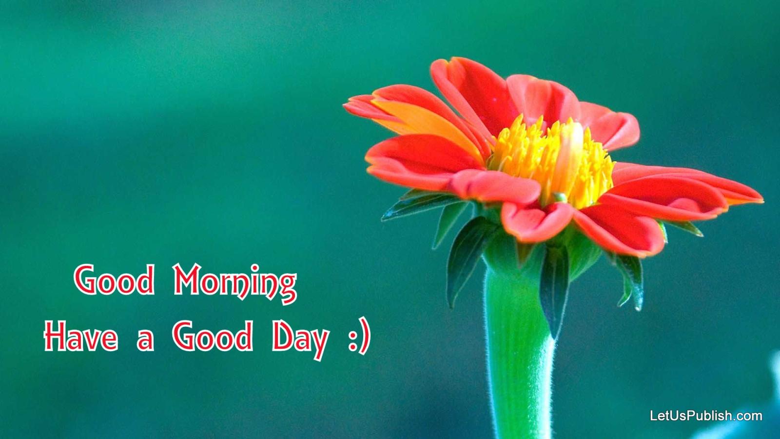 1920x1080 Cute Good Morning Flower Wallpaper - New Good Morning Hd (#106454