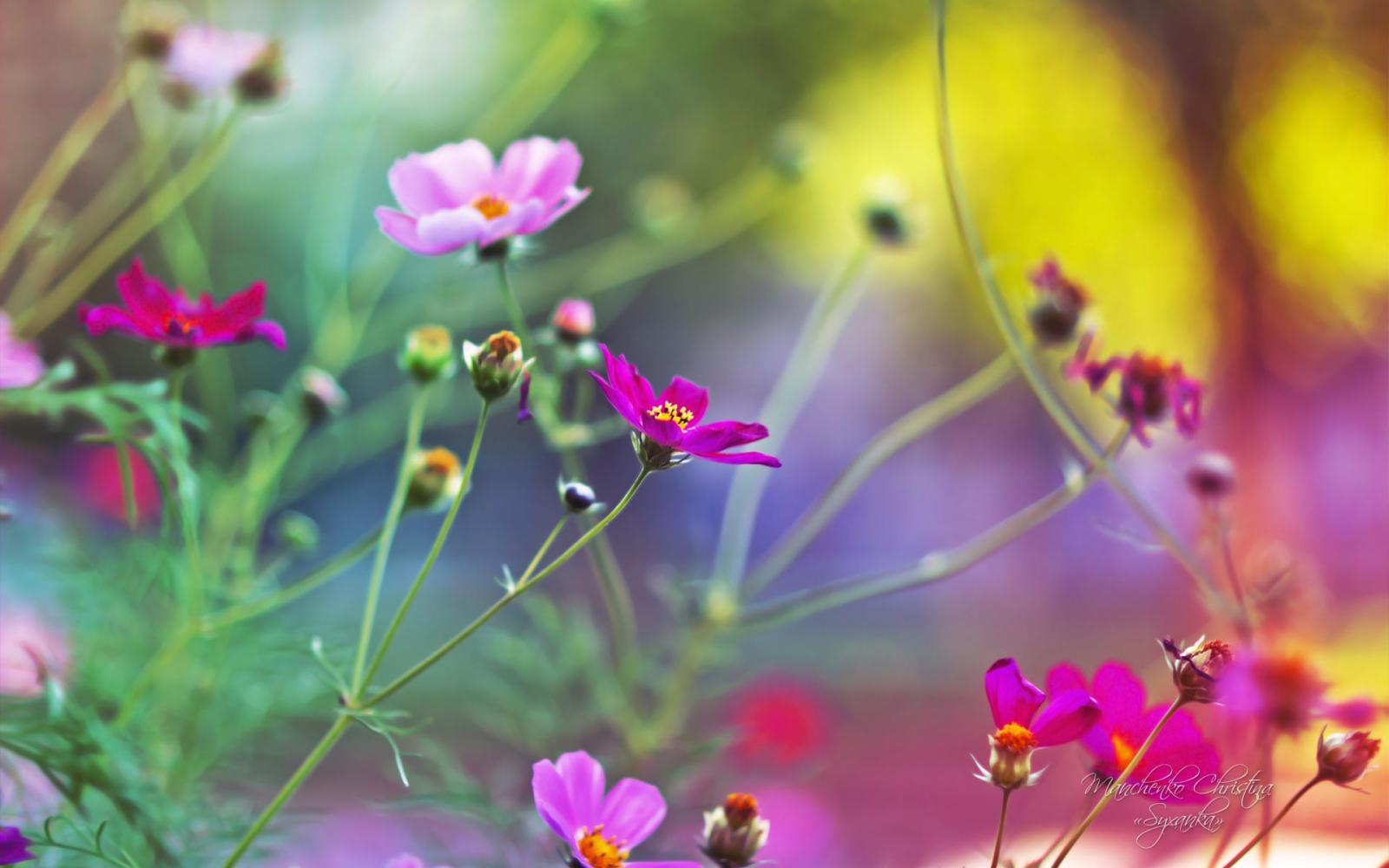 1920x1200 Cute Flower wallpaper wallpaper free download 1920x1200