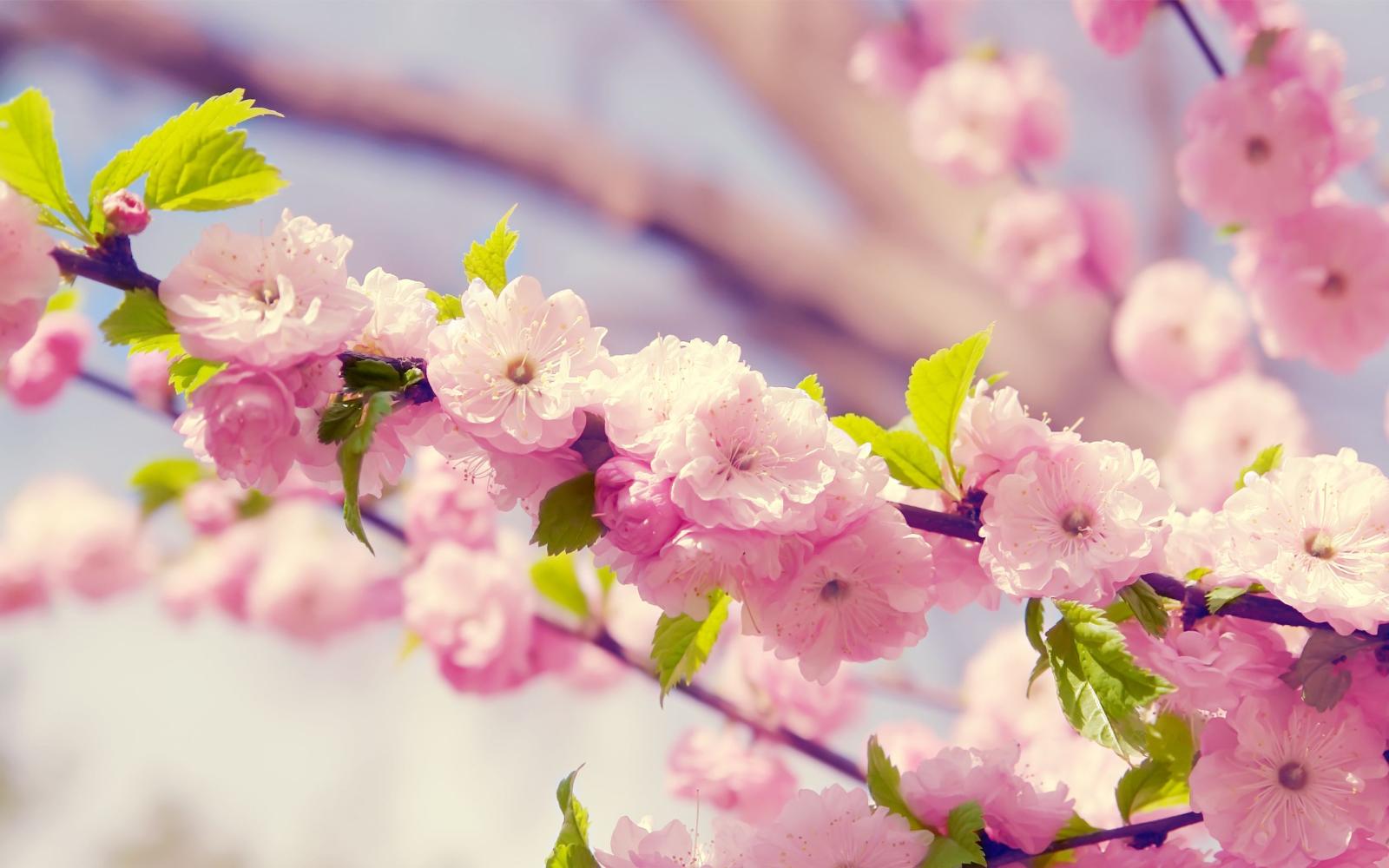 2560x1600 colourful flowers images and wallpapers Download