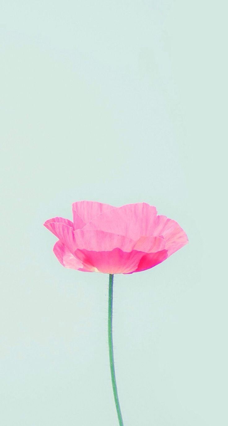 736x1376 Cute Flower Wallpapers For iPhone 6593 736 x 1376 - WallpaperLayer.com