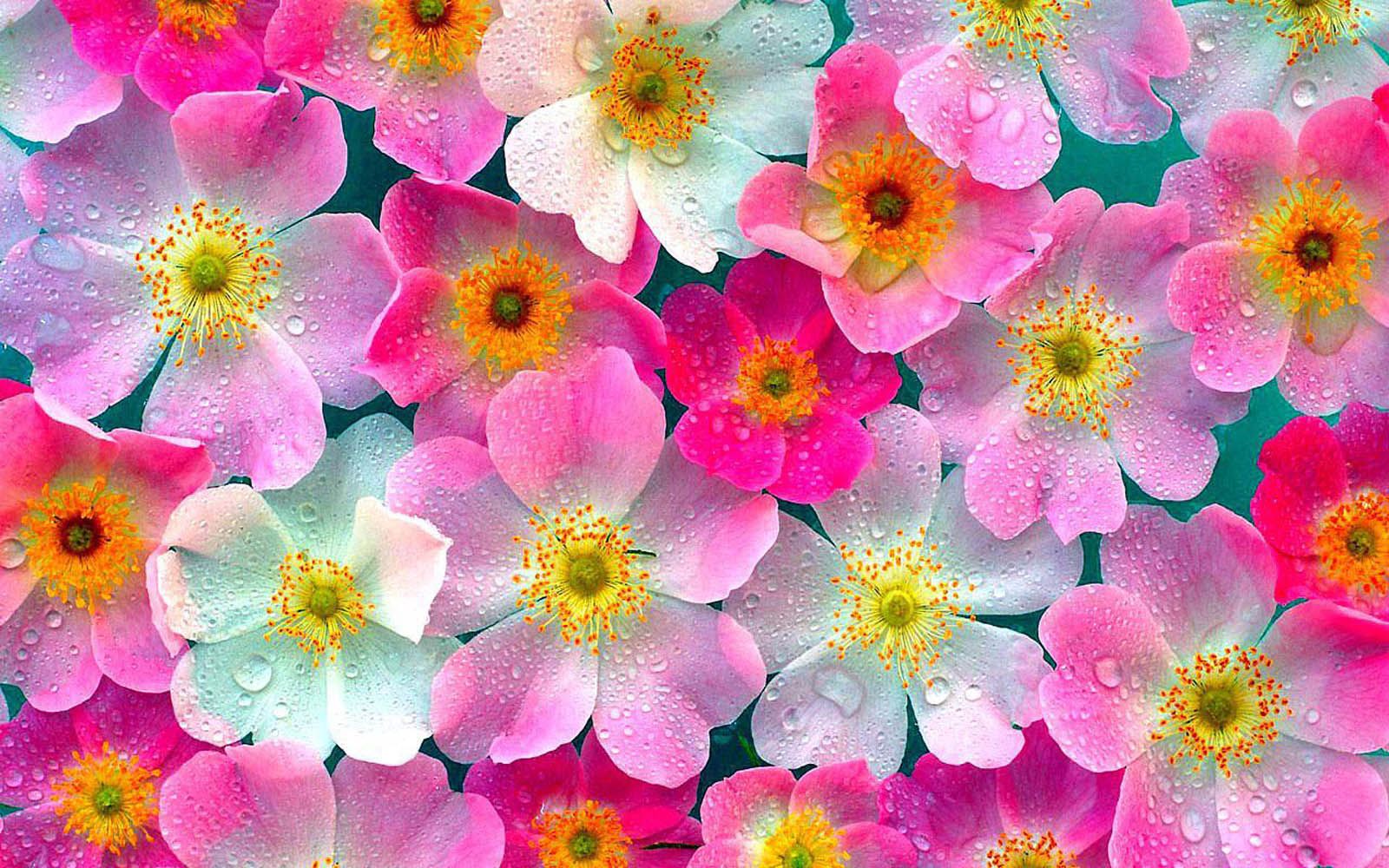 1600x1000 Flower Wallpaper - Wallpapers Browse