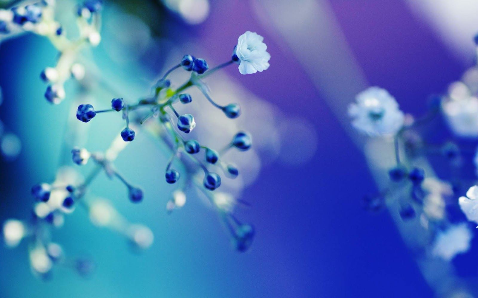 1600x1000 Cute Blue Flower. IPhone Wallpaper | WallpaperLepi