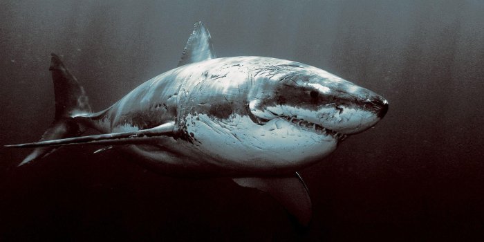 1920x1080 Great White Shark Wallpapers HD