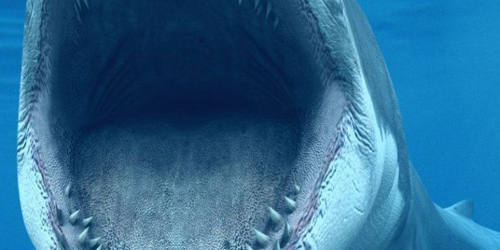 736x1308 Great White Shark iPhone Wallpapers | iphone wallpapers - and all