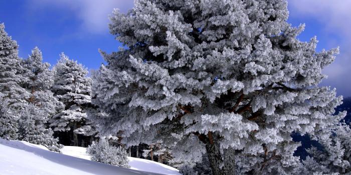 1920x1200 Country Winter Wallpaper | Dreamy Winter Snow country winter scenes