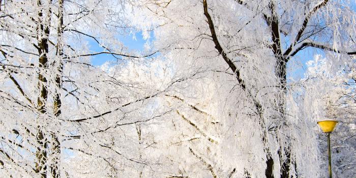 2524x3800 Snowy trees | 1 Country roads and trails | Winter snow wallpaper