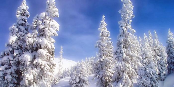 1600x1000 Winter: Happy Sky Shadow Nature White Trees Blue Country Winter