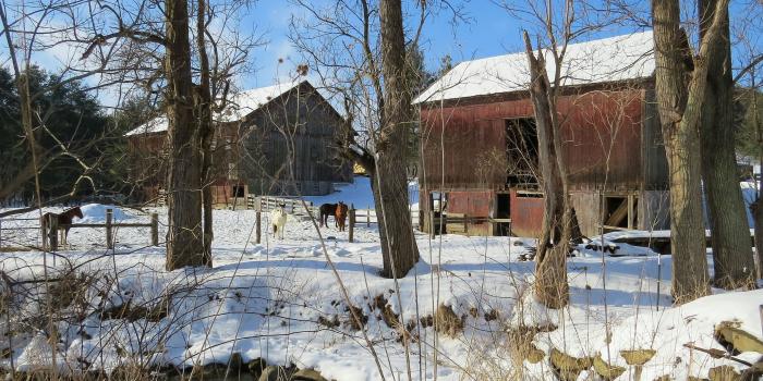 3739x2489 Field Nature Trees Animal Creek Horse Amish Morning Snow Barn