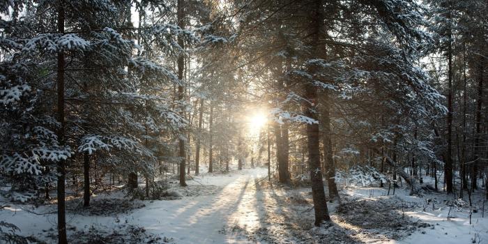 2560x1600 Winter Wonderland background ·① Download free stunning High