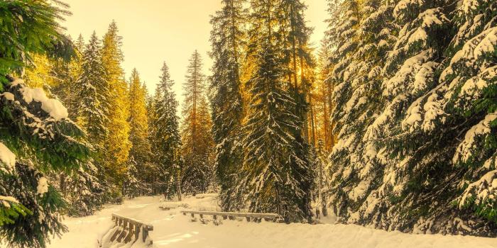 2000x1333 3059652 bridge, cold, country, forest, frost, hdr, landscape, nature