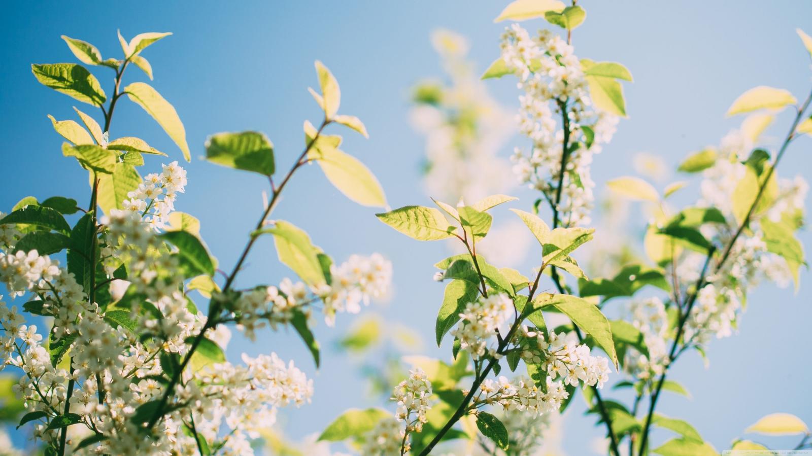 3554x1999 Spring Sunshine Tree Flowers ❤ 4K HD Desktop Wallpaper for 4K Ultra