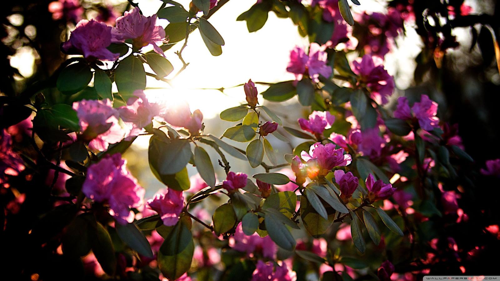 2560x1440 65+ Spring Sunshine Wallpapers - Download at WallpaperBro
