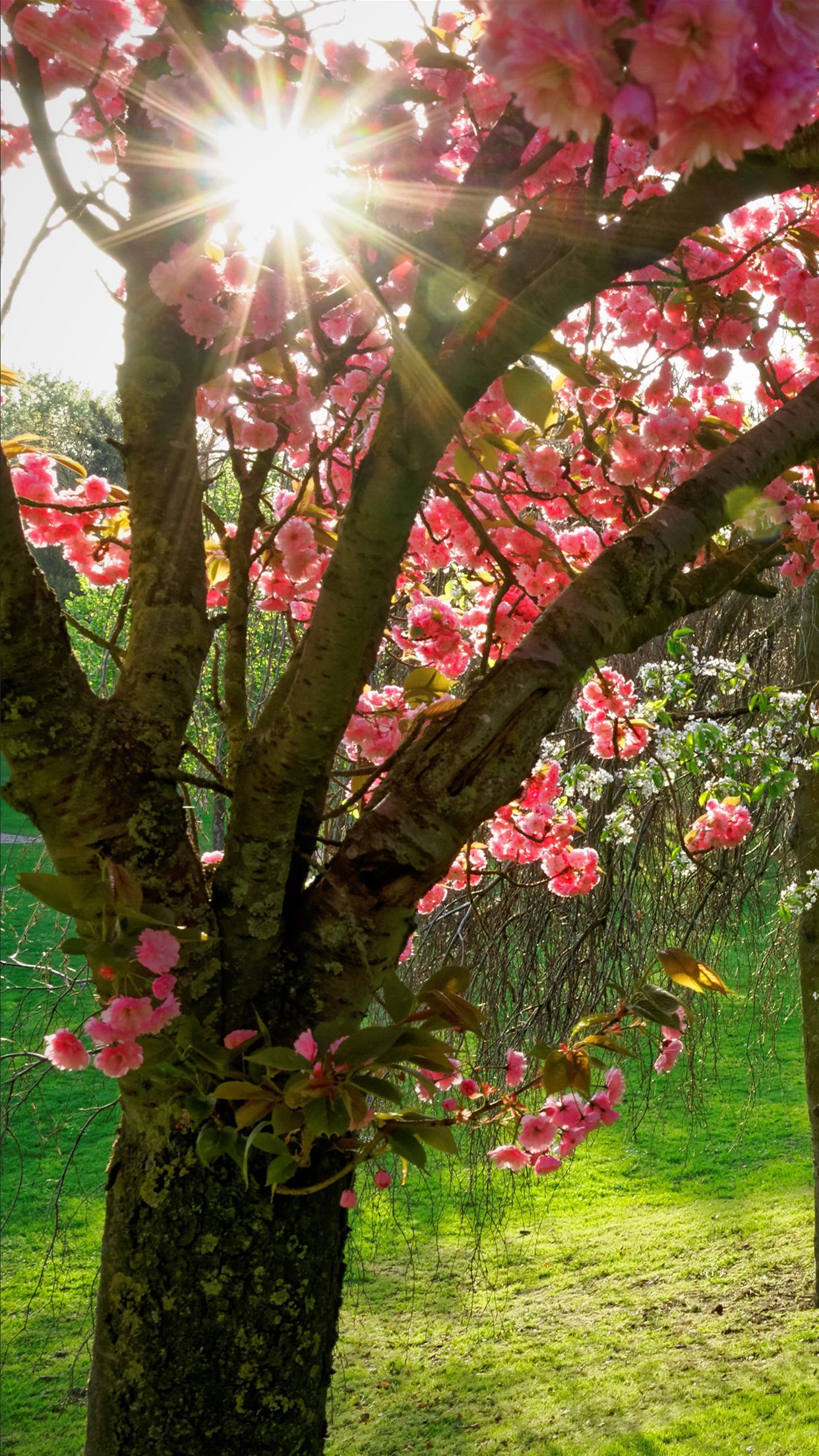 1242x2208 Spring : Sunshine Wallpaper for iPhone X, 8, 7, 6 - Free Download on