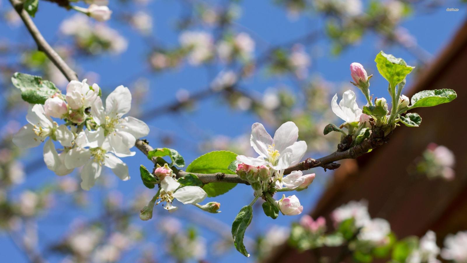2560x1440 Apple branch in the spring sunshine wallpaper - Flower wallpapers