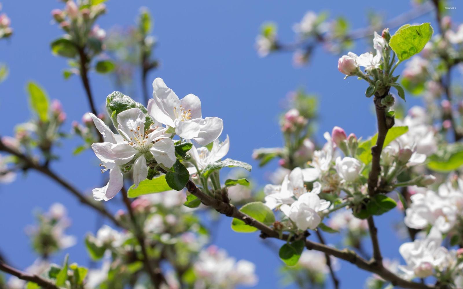 2560x1600 Apple branch in the spring sunshine wallpaper - Flower wallpapers