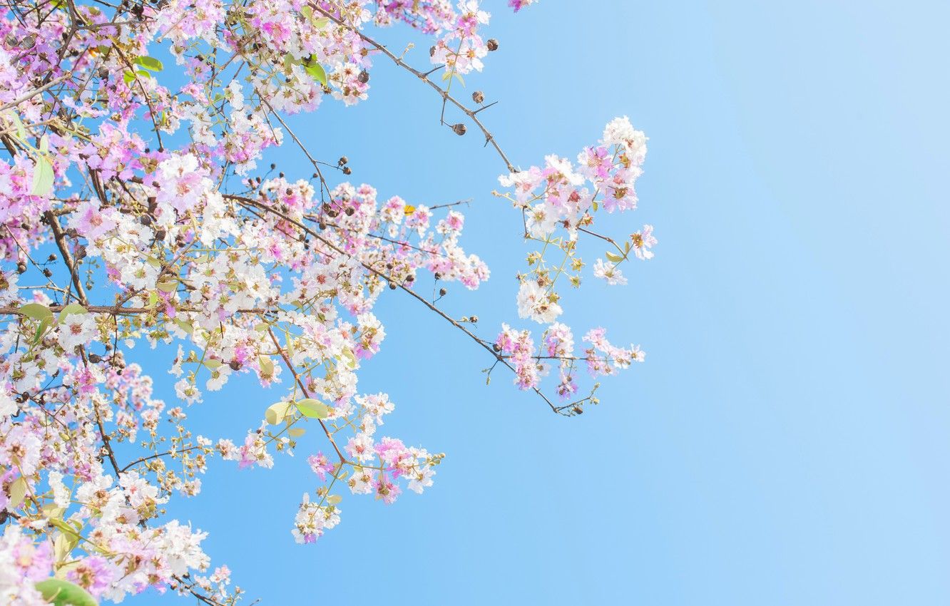 1332x850 Wallpaper the sky, the sun, branches, spring, sunshine, flowering