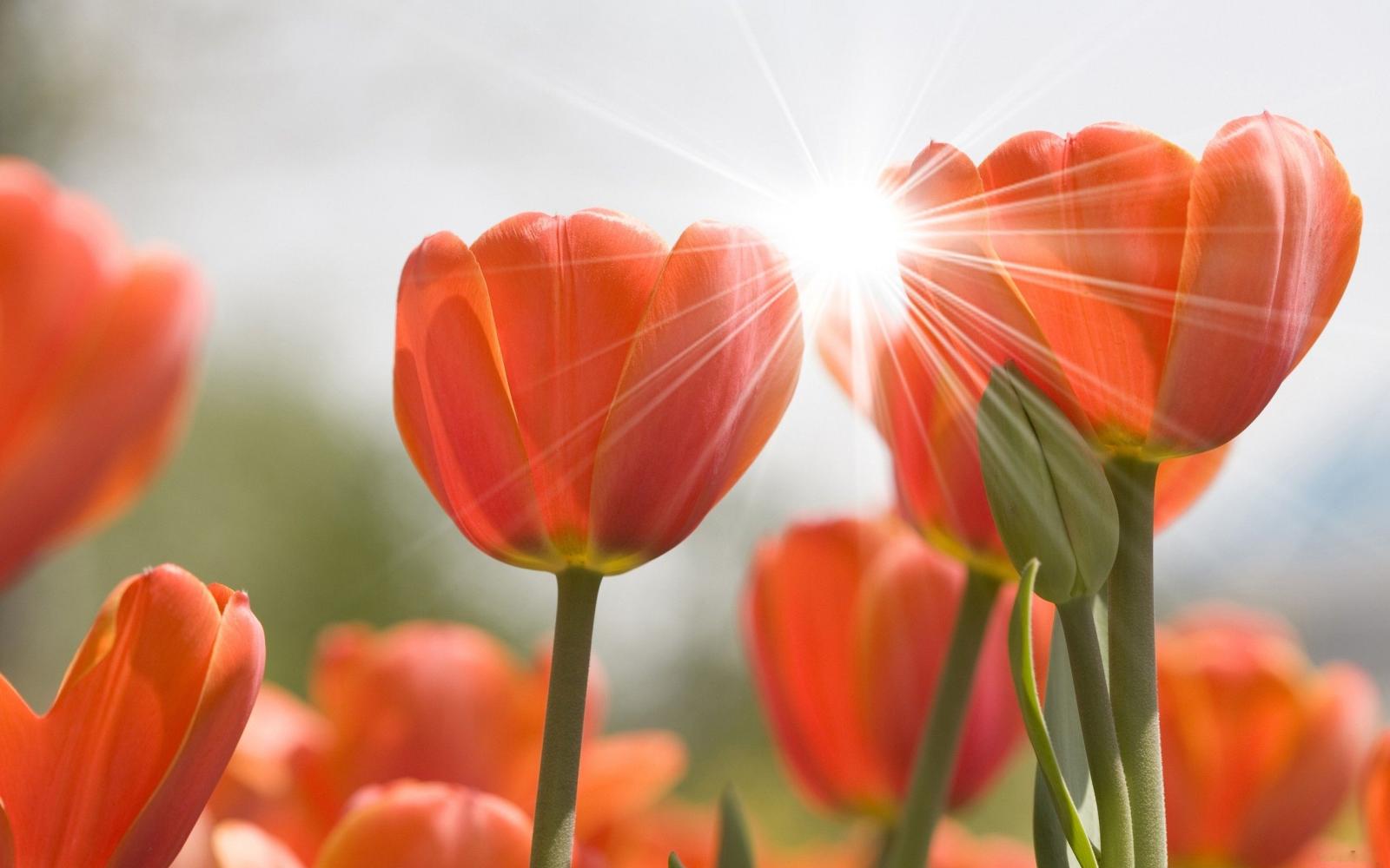 2560x1600 Tulips in the spring sunshine wallpapers and images - wallpapers