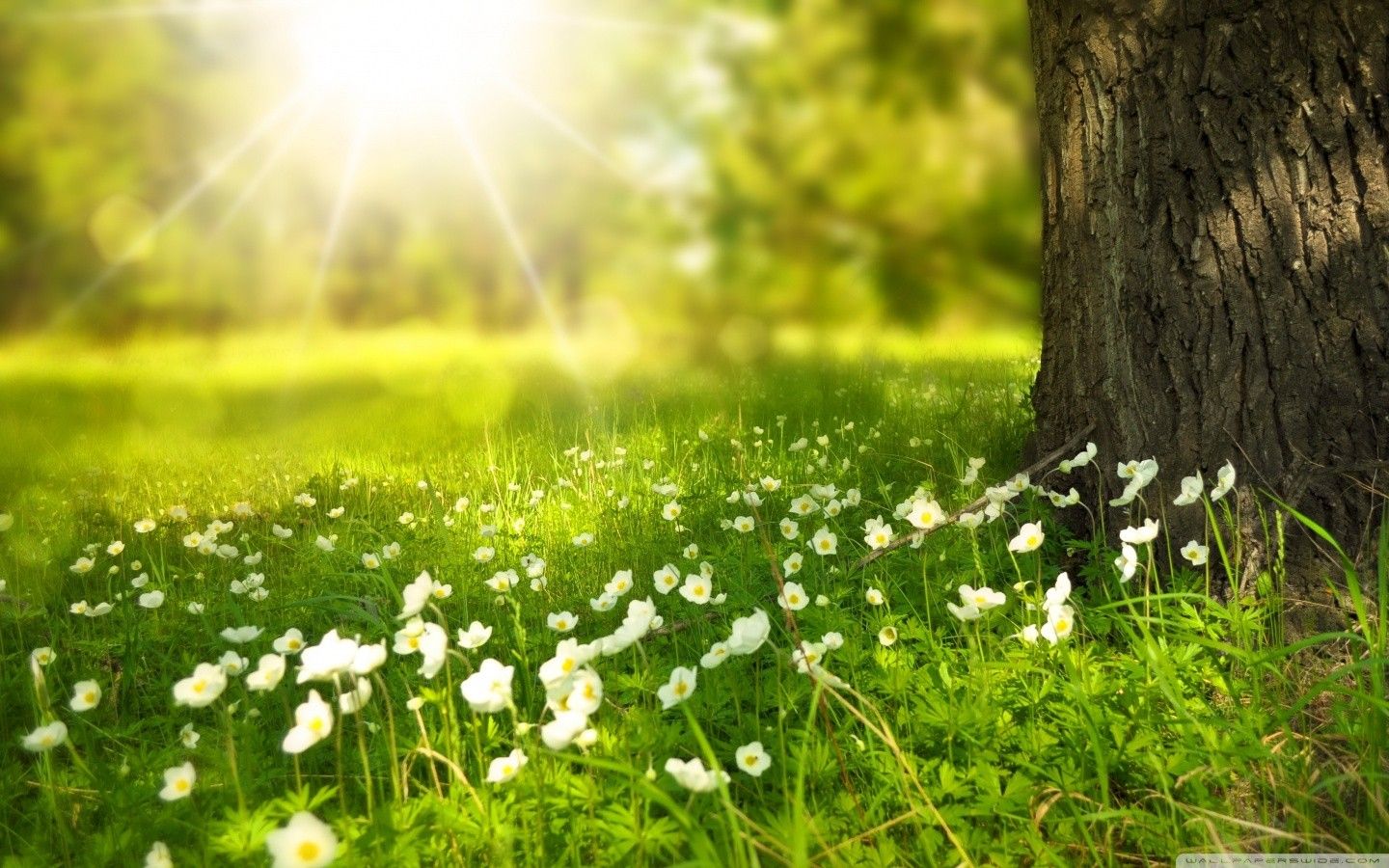 1440x900 Spring Wallpaper HD Sunshine - The Wallpaper